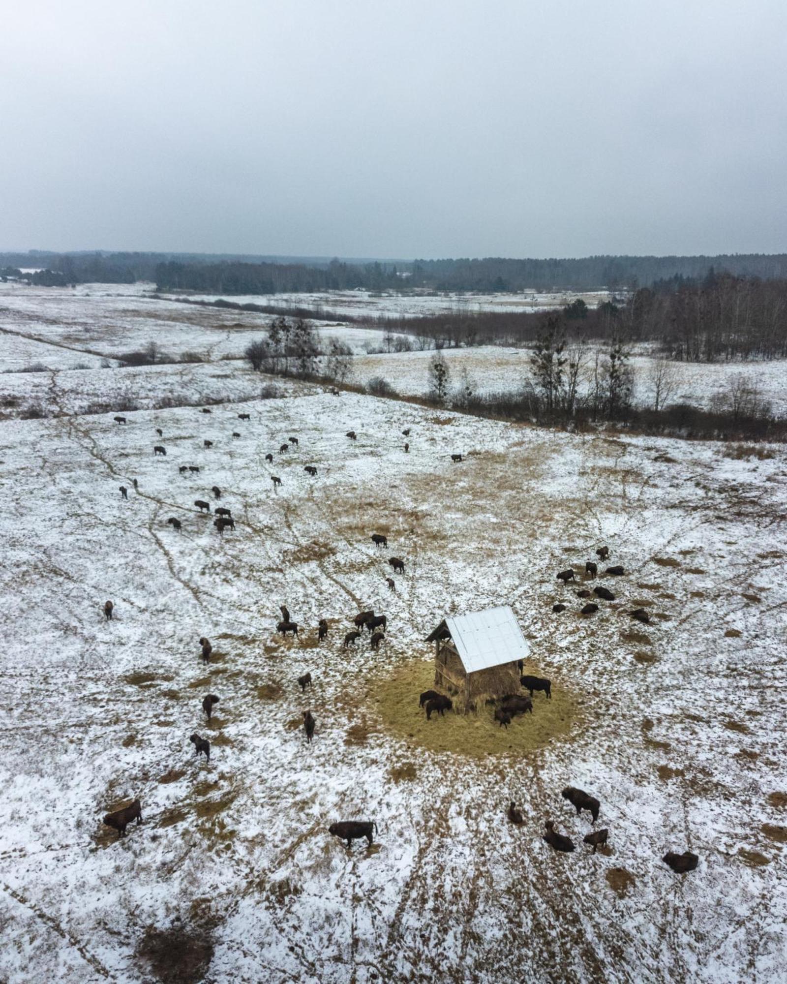Lesna 21 Dom Poludnie Przy Puszcza Bialowieska Luka Exterior foto